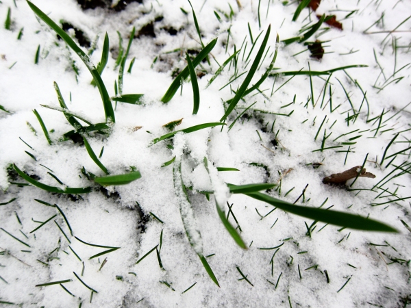Day 49 - Green Grass, Fresh Snow