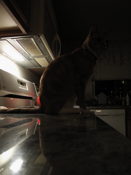 Day 68 - Kitchen Stalker of the Night